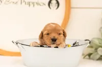 Emilia - Medium, a female Goldendoodle for sale in Goshen, IN – 4 of 6