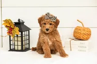 Butterfly - Mini, a female Goldendoodle for sale in Goshen, IN – 4 of 9