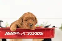 Lark - Medium, a male Goldendoodle for sale in Goshen, IN – 3 of 3