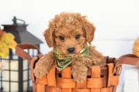 Firefly - Mini, a male Goldendoodle for sale in Goshen, IN – 2 of 9
