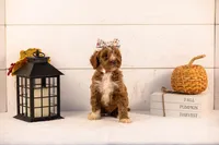 Tatra - Medium, a female Goldendoodle for sale in Goshen, IN – 2 of 4