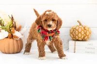 Versace - Mini, a male Goldendoodle for sale in Goshen, IN – 4 of 4