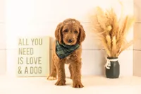 Oscar - Medium, a male Goldendoodle for sale in Goshen, IN – 2 of 10