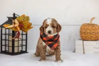 Tator - Toy, a male Goldendoodle for sale in Goshen, IN – 4 of 4