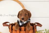 Squirtle - Mini, a male Miniature Goldendoodle for sale in Goshen, IN – 2 of 3