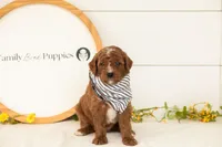Pika - Mini, a male Miniature Goldendoodle for sale in Goshen, IN – 1 of 3