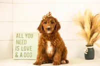 Jiggly - Mini, a female Miniature Goldendoodle for sale in Goshen, IN – 6 of 10