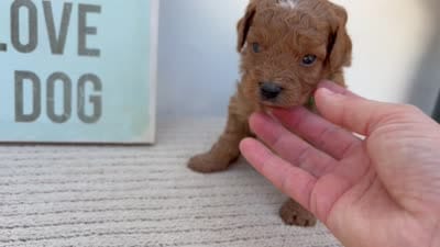Firefly - Mini, a male Goldendoodle for sale in Goshen, IN – 4 of 4
