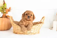 Nutmeg - Micro, a male Goldendoodle for sale in Goshen, IN – 2 of 3