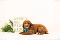 Pika - Mini, a male Miniature Goldendoodle for sale in Goshen, IN – 2 of 6
