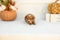 Alex - Mini, a male Goldendoodle for sale in Goshen, IN – 3 of 3