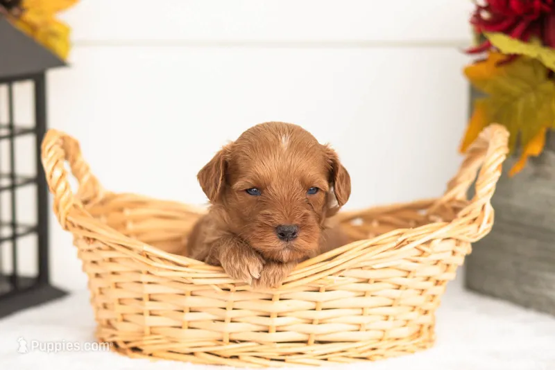 Jonah - Micro – Goldendoodle puppy for sale in Goshen, IN