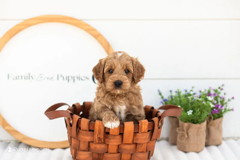 Mason - Mini – Miniature Goldendoodle puppy for sale in Goshen, IN