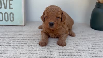 Ladybug - Mini, a female Goldendoodle for sale in Goshen, IN – 4 of 4