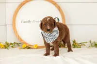 Pika - Mini, a male Miniature Goldendoodle for sale in Goshen, IN – 2 of 3