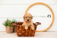 Eva - Medium, a female Goldendoodle for sale in Goshen, IN – 4 of 8