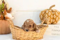Austin - Mini, a male Goldendoodle for sale in Goshen, IN – 2 of 4