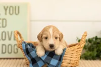 Plum - Mini, a female Miniature Goldendoodle for sale in Goshen, IN – 3 of 4