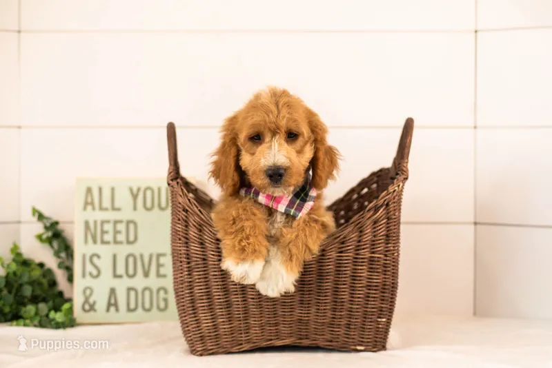 Brie - Micro – Goldendoodle puppy for sale in Goshen, IN