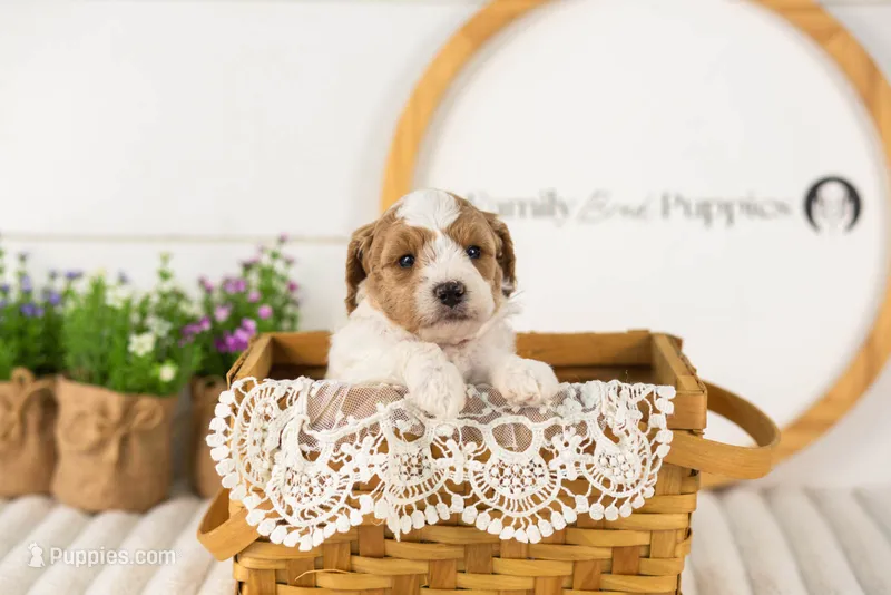 Lance - Medium – Goldendoodle puppy for sale in Goshen, IN