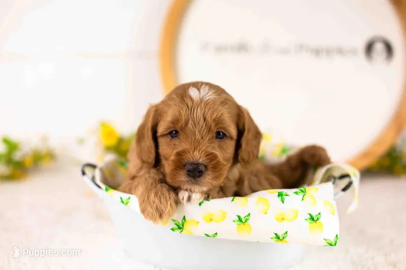Cannoli - Mini – English Goldendoodle puppy for sale in Goshen, IN