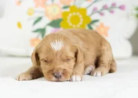 Cannoli - Mini, a male English Goldendoodle for sale in Goshen, IN – Photo 4 of 4