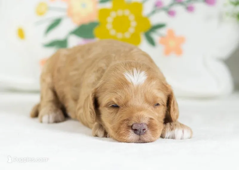 Cannoli - Mini – English Goldendoodle puppy for sale in Goshen, IN