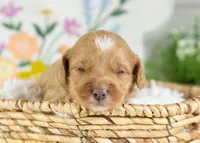 Cannoli - Mini, a male English Goldendoodle for sale in Goshen, IN – Photo 2 of 4