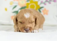 Cannoli - Mini, a male English Goldendoodle for sale in Goshen, IN – Photo 3 of 4