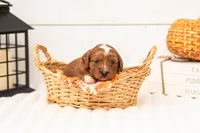 Rose - Micro, a female Goldendoodle for sale in Goshen, IN – 3 of 4