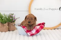 Molly - Mini, a female Miniature Goldendoodle for sale in Goshen, IN – 1 of 3
