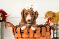 Kanga - Medium, a female Goldendoodle for sale in Goshen, IN – 2 of 4
