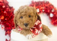 Bandit - Micro, a male Goldendoodle for sale in Goshen, IN – Photo 3 of 10