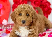 Bandit - Micro, a male Goldendoodle for sale in Goshen, IN – Photo 2 of 10