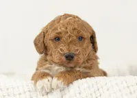 Bandit - Micro, a male Goldendoodle for sale in Goshen, IN – Photo 6 of 10