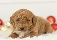 Bandit - Micro, a male Goldendoodle for sale in Goshen, IN – Photo 7 of 10