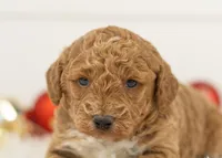 Bandit - Micro, a male Goldendoodle for sale in Goshen, IN – Photo 9 of 10