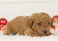 Bandit - Micro, a male Goldendoodle for sale in Goshen, IN – Photo 8 of 10