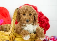 Bandit - Micro, a male Goldendoodle for sale in Goshen, IN – Photo 1 of 10