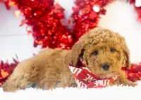 Bandit - Micro, a male Goldendoodle for sale in Goshen, IN – Photo 4 of 10