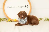 Pika - Mini, a male Miniature Goldendoodle for sale in Goshen, IN – 3 of 3