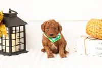 Armani - Mini, a male Goldendoodle for sale in Goshen, IN – 2 of 4