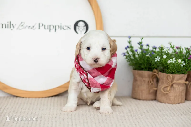 Flash - Mini – Miniature Goldendoodle puppy for sale in Goshen, IN