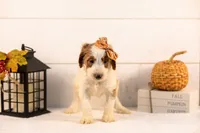 Pamir - Medium, a female Goldendoodle for sale in Goshen, IN – 3 of 5