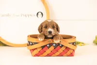 Opal - Medium, a female Goldendoodle for sale in Goshen, IN – 3 of 4