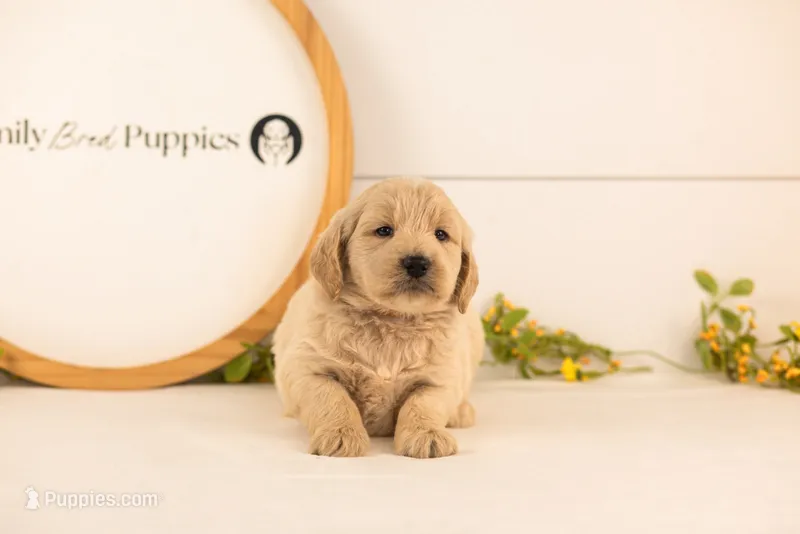 Chip - Medium – Goldendoodle puppy for sale in Goshen, IN