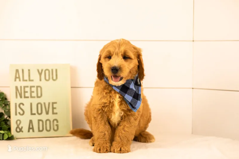 Barley - Medium – Goldendoodle puppy for sale in Goshen, IN