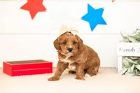 Padme - Micro, a female Goldendoodle for sale in Goshen, IN – 1 of 3