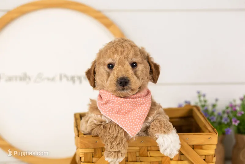 Caleb - Micro – Goldendoodle puppy for sale in Goshen, IN