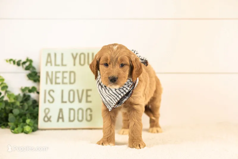 Max - Medium – Goldendoodle puppy for sale in Goshen, IN